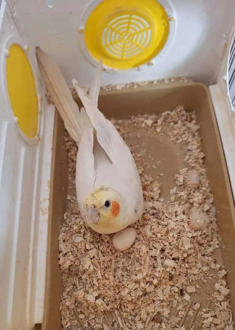 عروس هلندی|پرنده|گراش, |دیوار