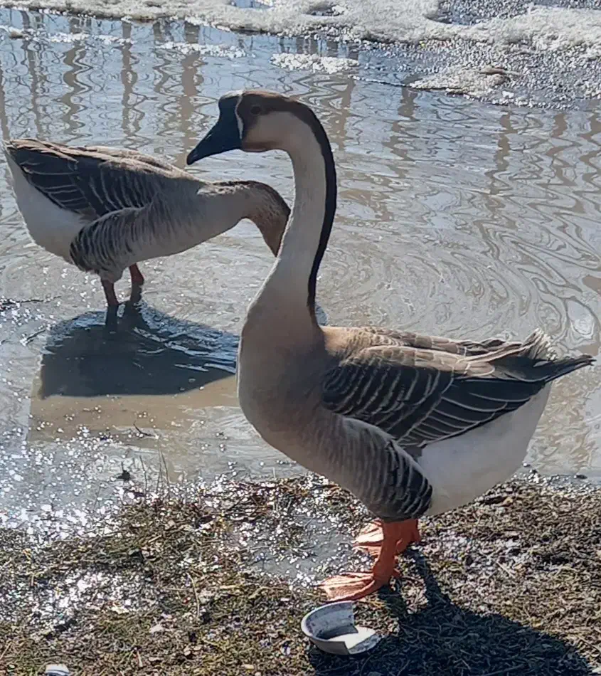 فروش قو غاز محلی|حیوانات مزرعه|نقده, |دیوار