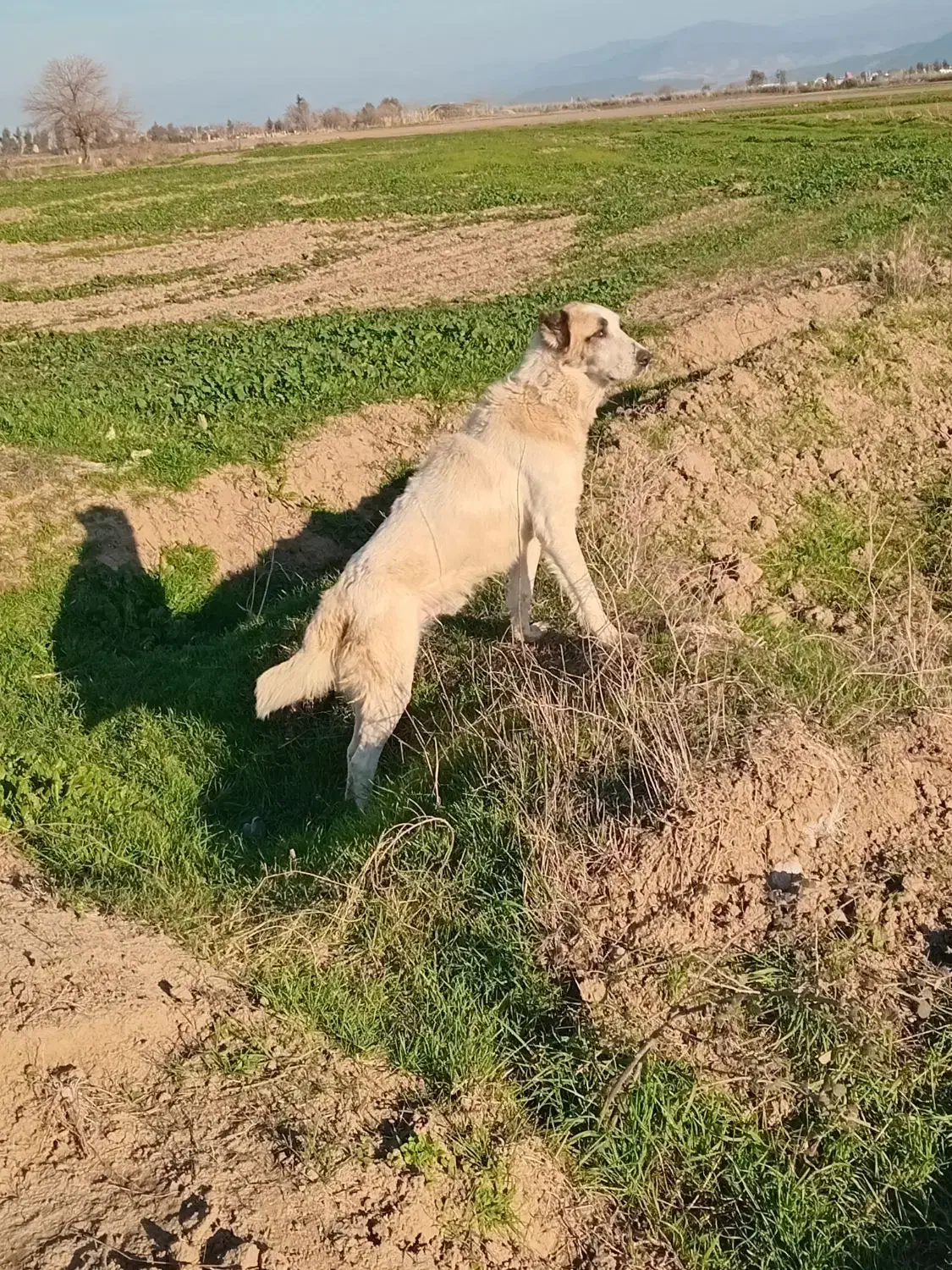 سگ الابای|سگ|آزادشهر, |دیوار