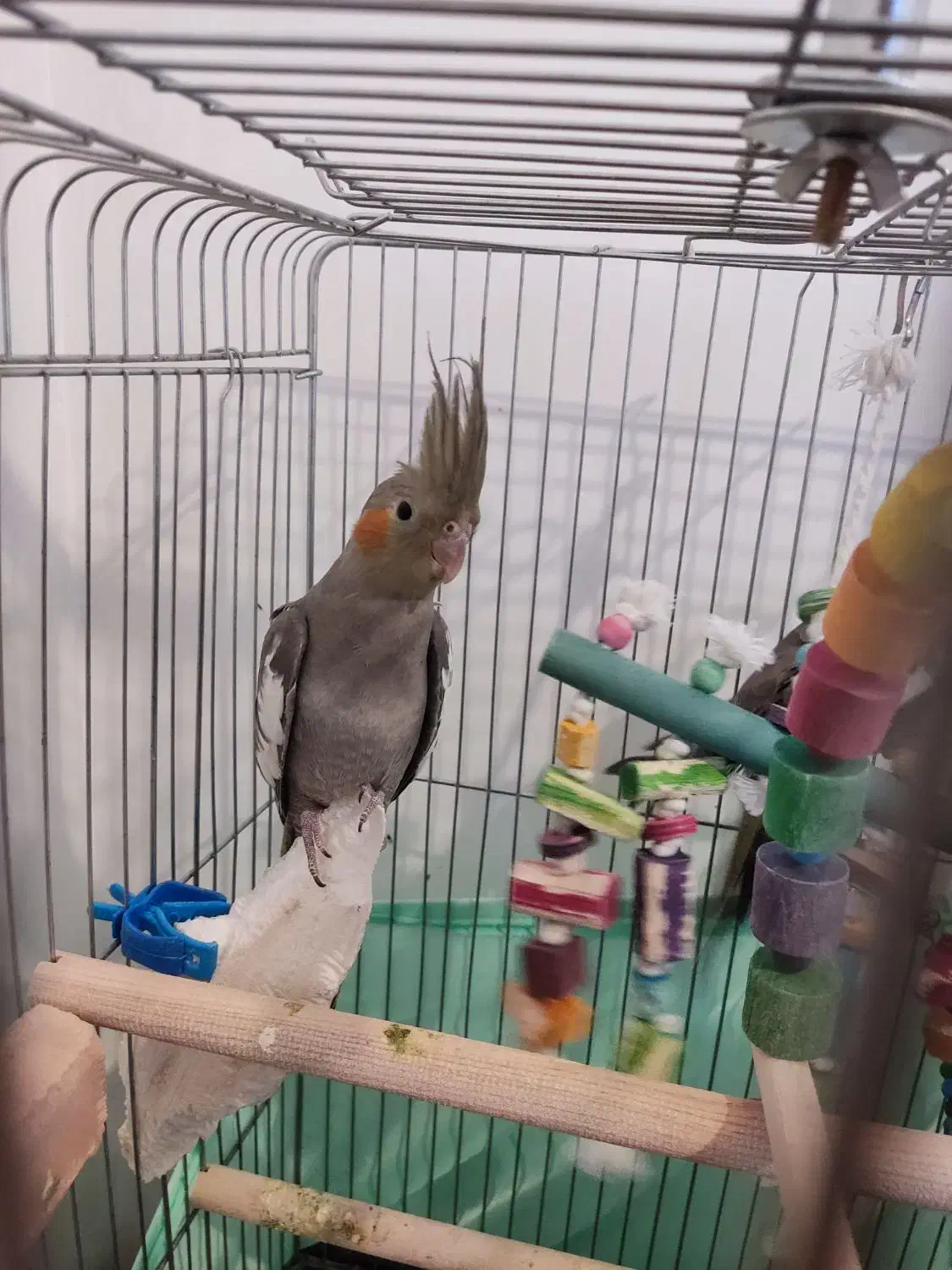 عروس هلندی ۳ ماهه|پرنده|محمدیه-قزوین, |دیوار