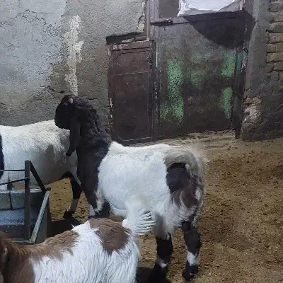 بزغاله پاکستانی اصل برای نسل کشی|حیوانات مزرعه|رزن, |دیوار