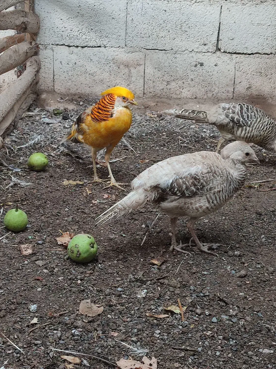 جوجه طاووس|پرنده|مشهد, هدایت|دیوار