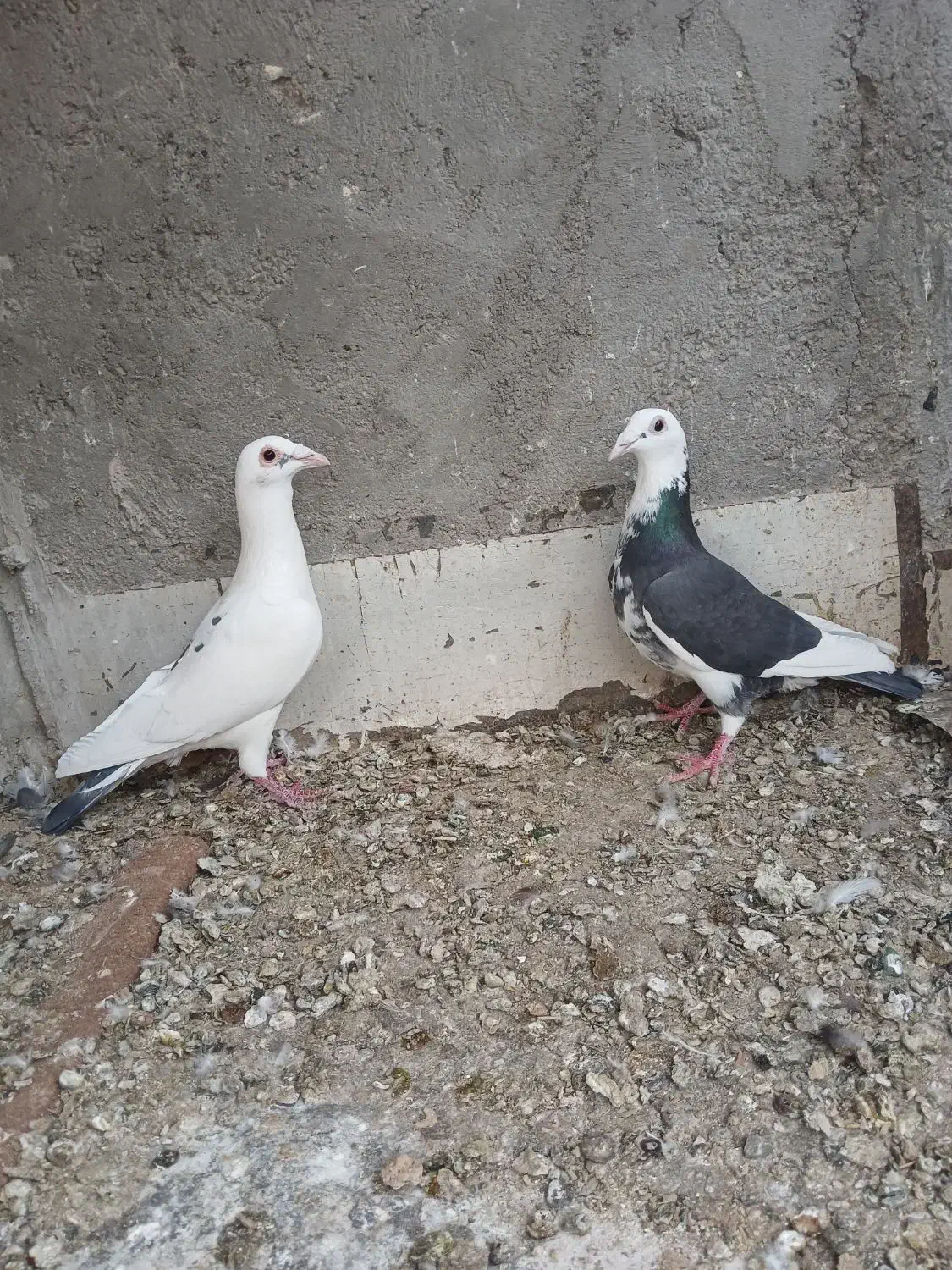 کبوتر|پرنده|یزد, |دیوار