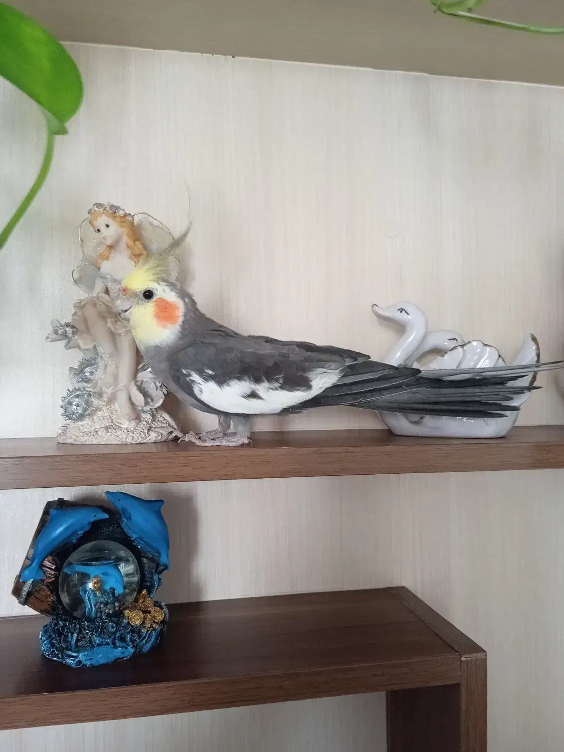 طوطی عروس|پرنده|رشت, کوی مهر|دیوار