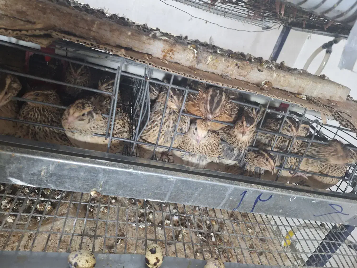 بلدرچین|حیوانات مزرعه|محمدشهر, محمدشهر|دیوار