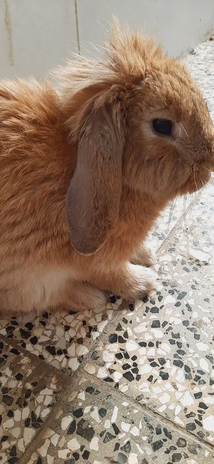 خرگوش لوپ فرانسوی|موش و خرگوش|آزادشهر, |دیوار