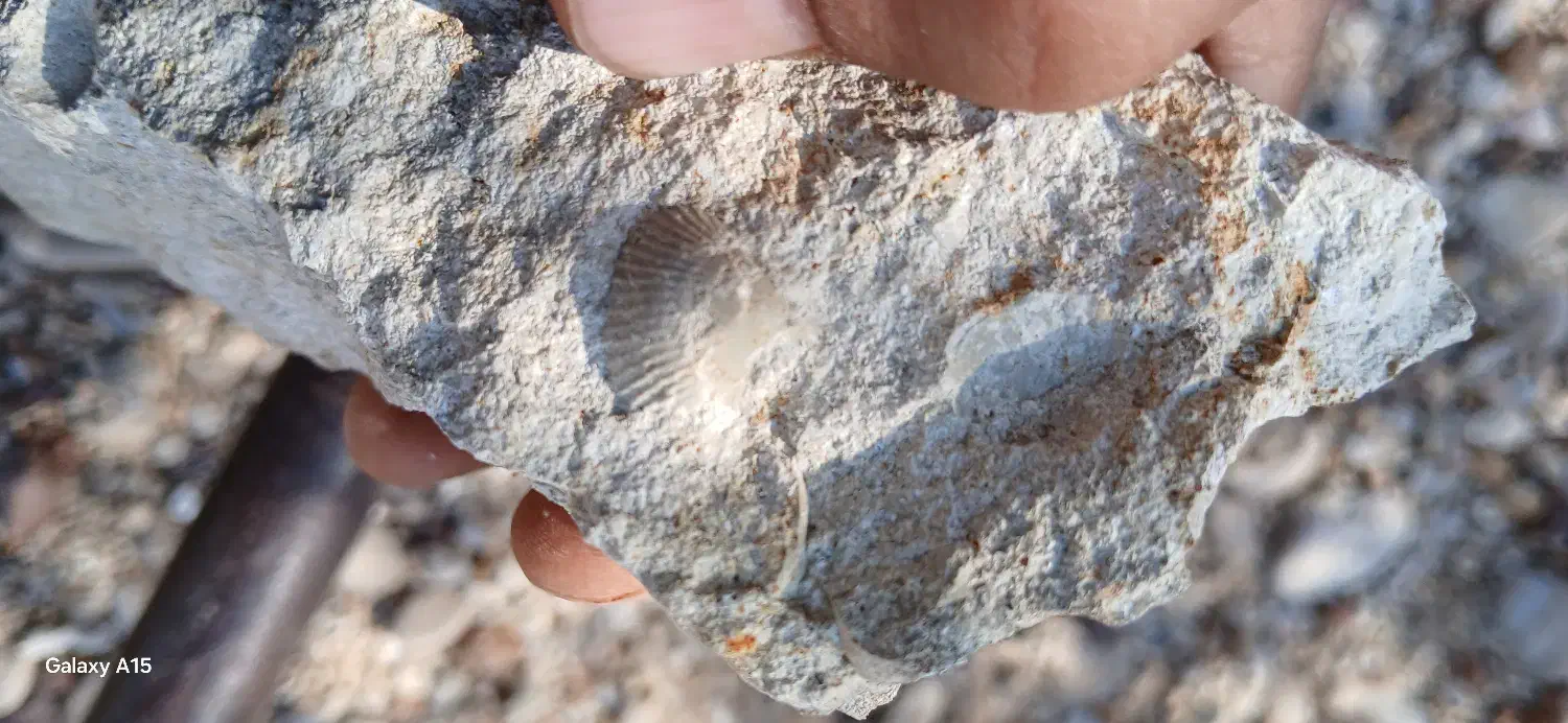 سنگ فسیل|کلکسیون اشیاء عتیقه|فیروزآباد (فارس), |دیوار