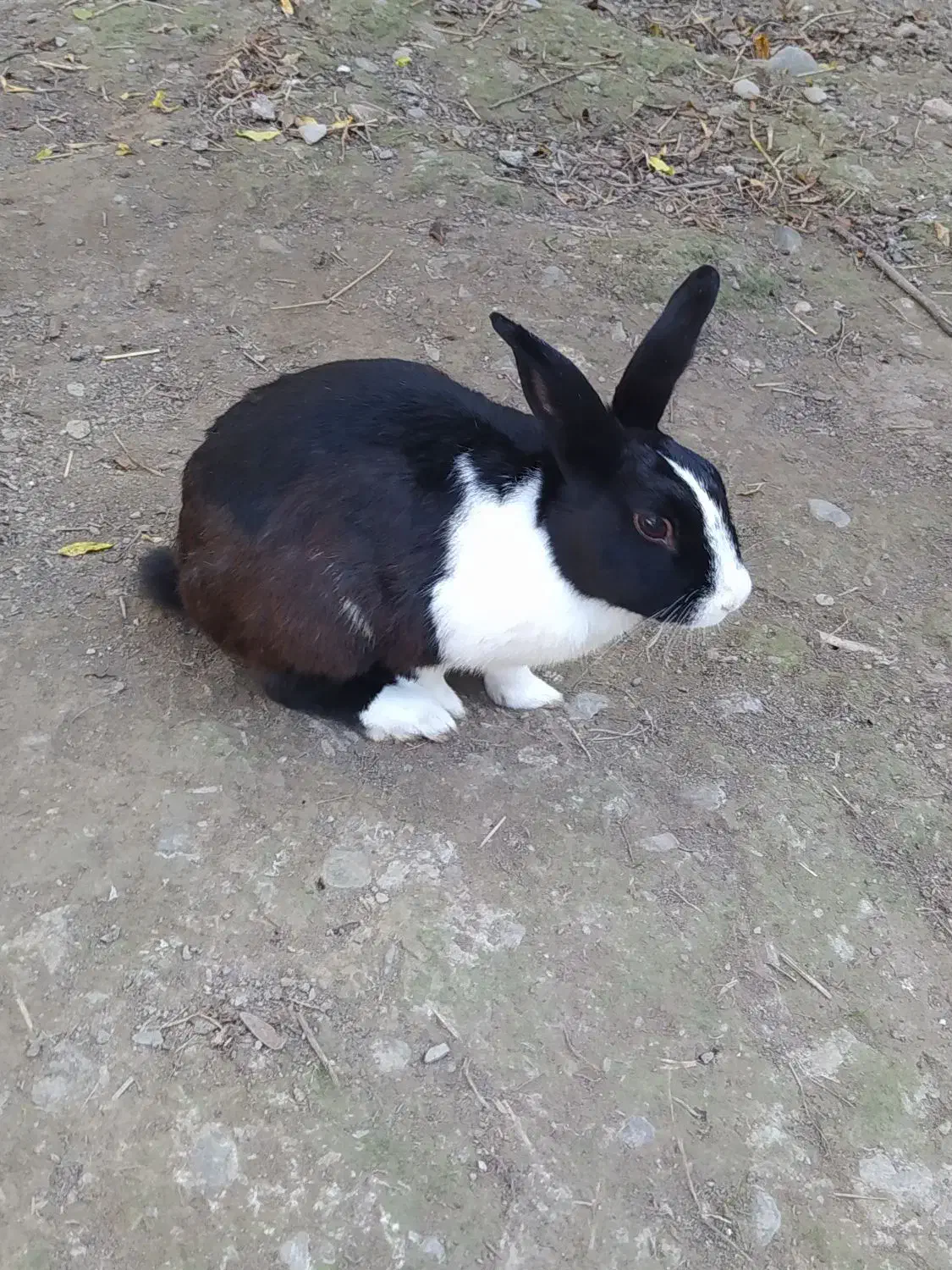 خرگوش خونگی دستی با مزه|موش و خرگوش|کردکوی, |دیوار