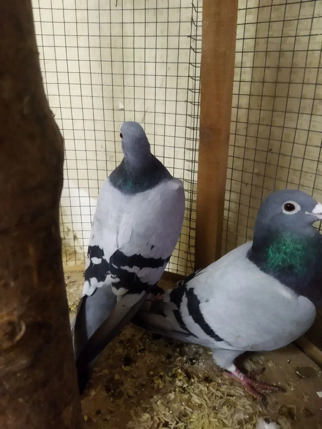 پلاکیاصل|پرنده|قم, نوبهار|دیوار