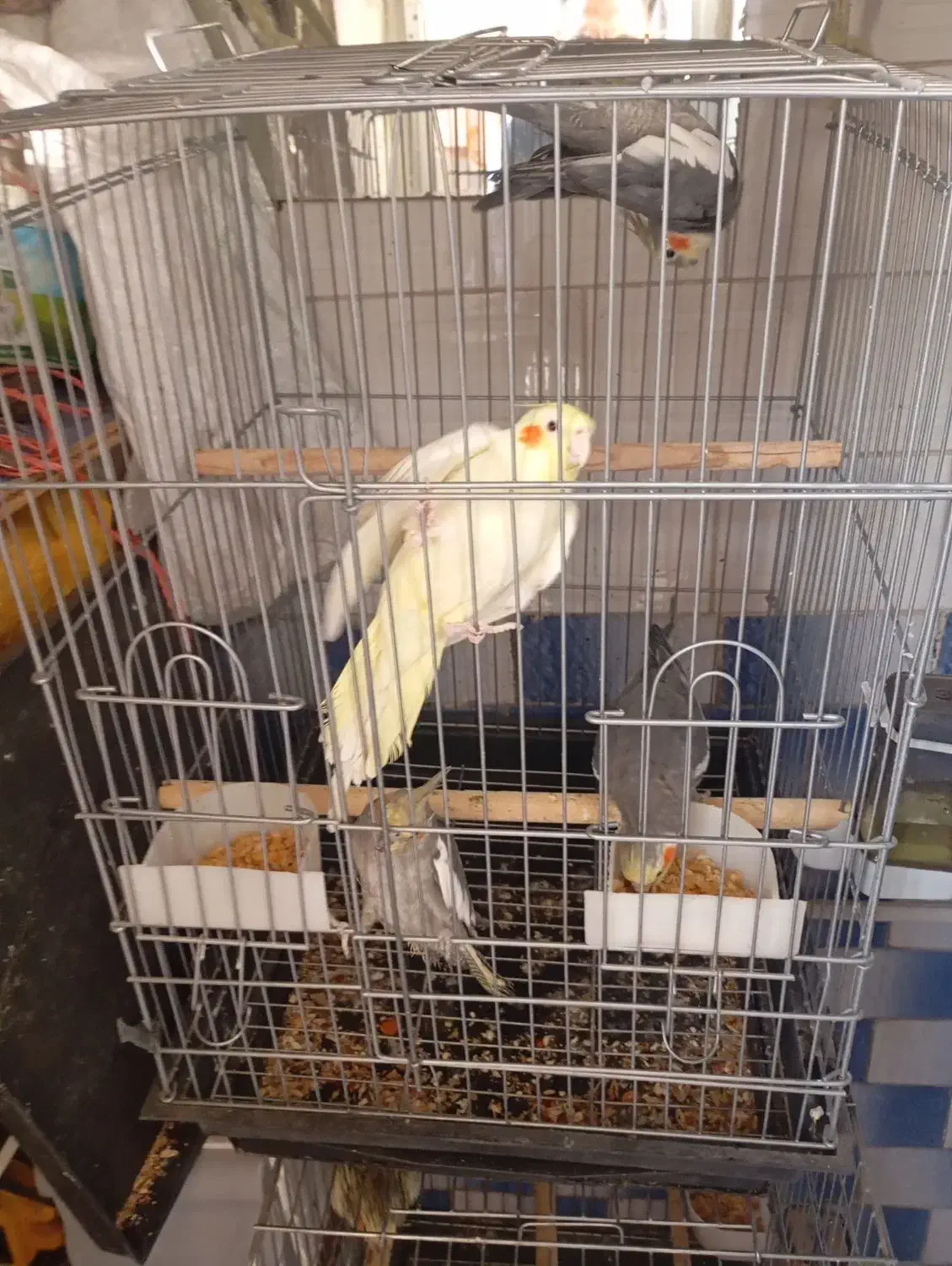 عروس هلندی|پرنده|اقبالیه, |دیوار