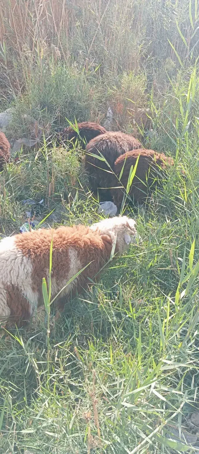 نر و ماده|حیوانات مزرعه|شادگان, |دیوار