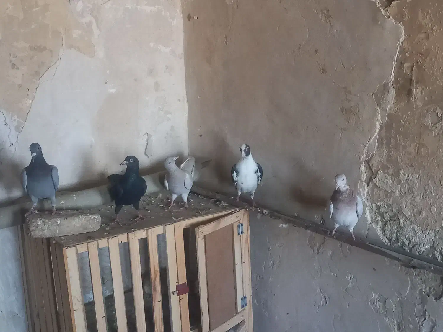 دورگ|پرنده|مسجد سلیمان, |دیوار