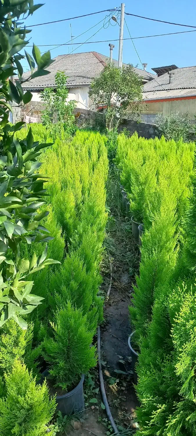 کاج لاوسون گلدان۳/۵و۱۲|گل و گیاه طبیعی|کلاچای, |دیوار