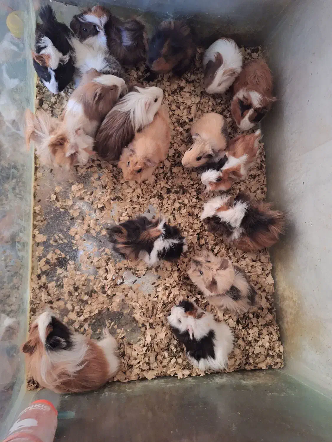 همستر سوری خوکچه|موش و خرگوش|مشهد, بهمن|دیوار