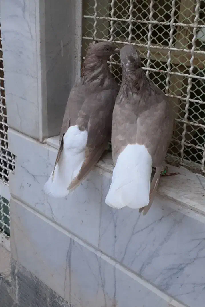 گمشدهجوجهقرمزیدمسفید|حیوانات|اردبیل, |دیوار