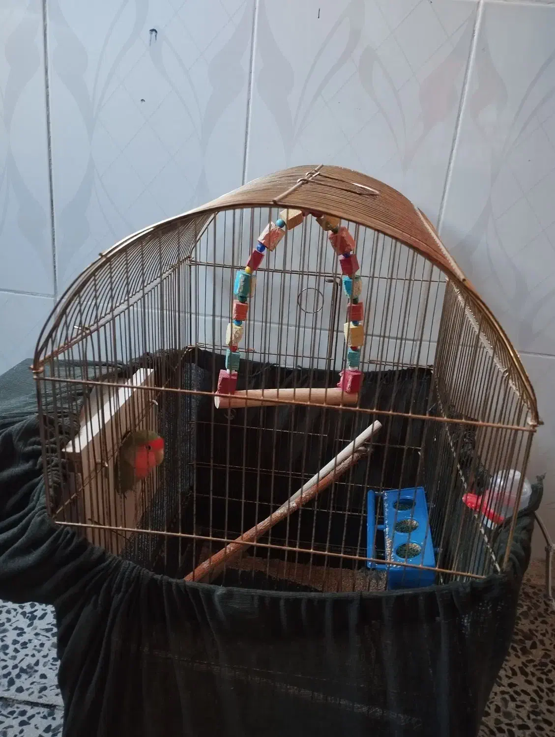 توطی مولد|پرنده|ارومیه, |دیوار