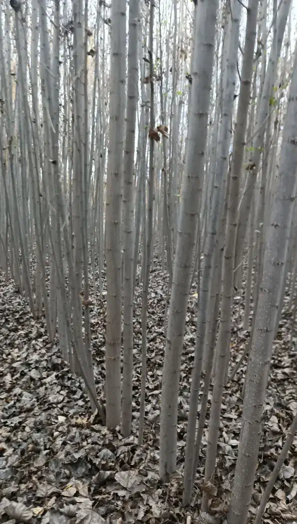 صنوبر نگرا|خدمات باغبانی و درختکاری|سلماس, |دیوار