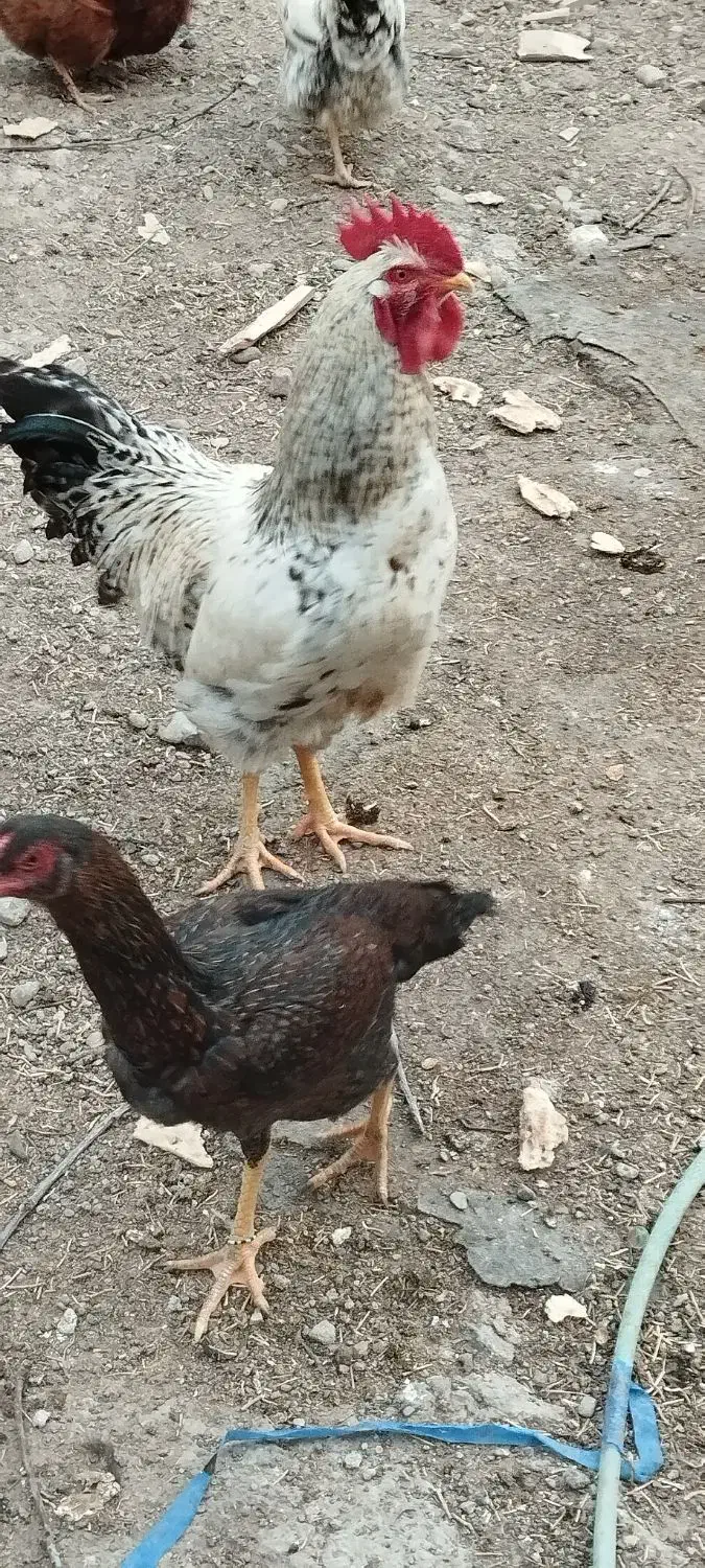 خروس محلی سالم سرحال|حیوانات مزرعه|کوراییم, |دیوار