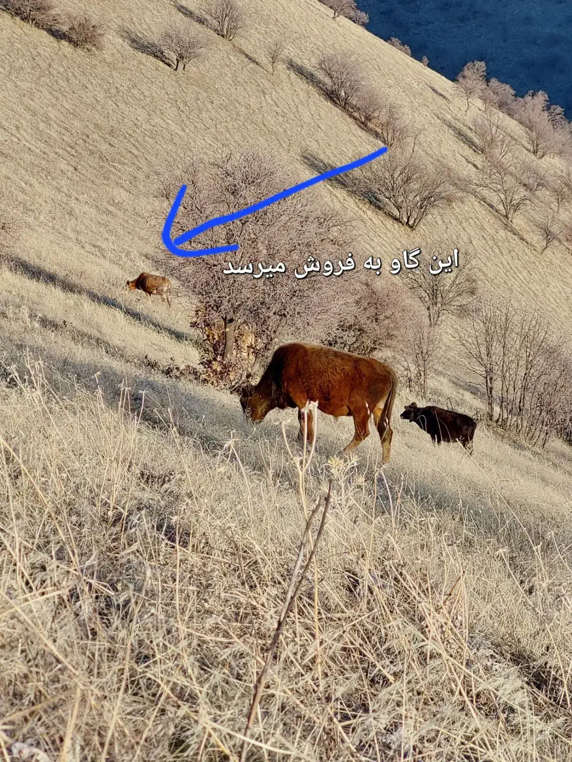 گاو ماده|حیوانات مزرعه|پاوه, |دیوار