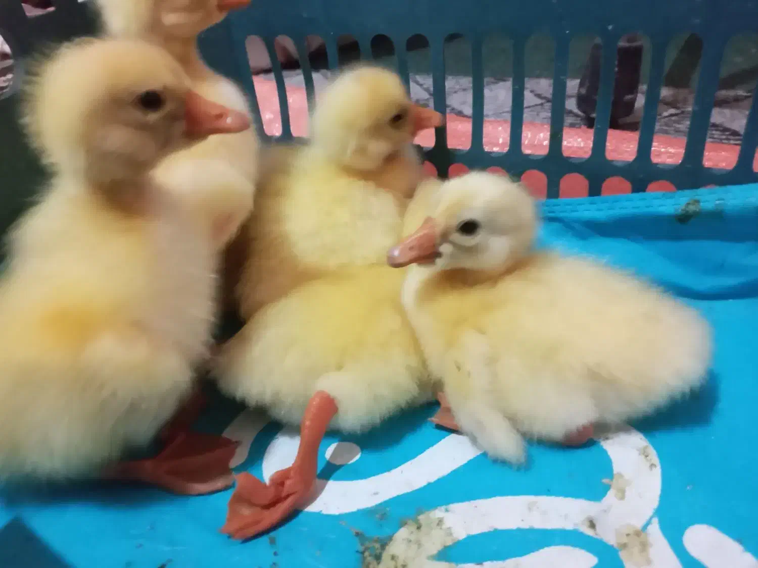 جوجه قو غاز  اکراینی|حیوانات مزرعه|رشت, یخسازی|دیوار