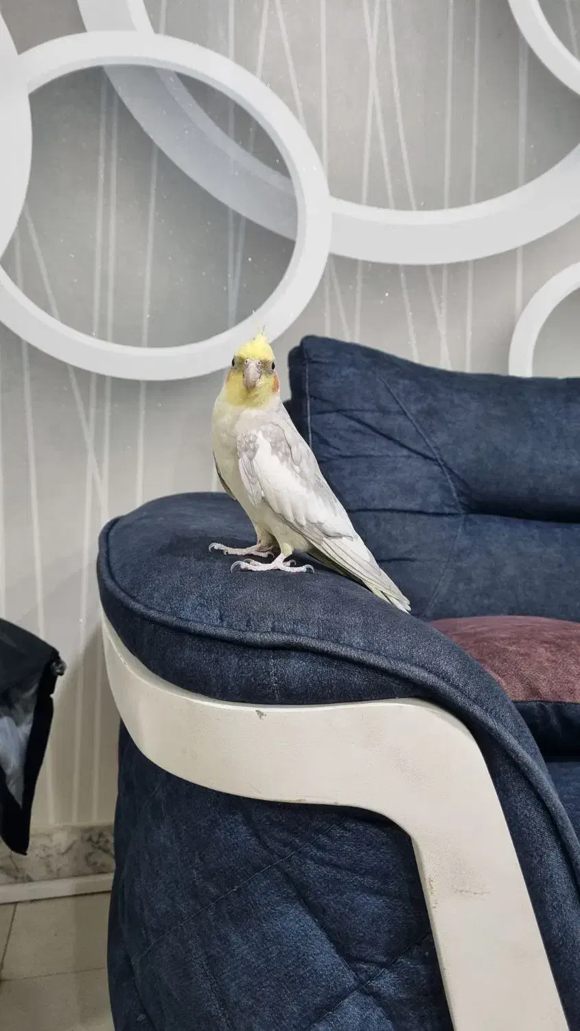 عروس هلندی نر|پرنده|محمدشهر, ولدآباد|دیوار