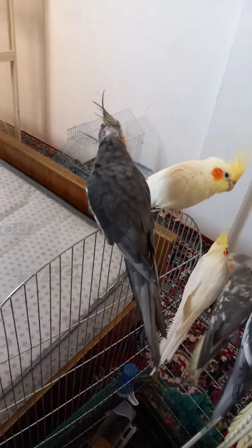 فروشی|لباس|سهند, |دیوار