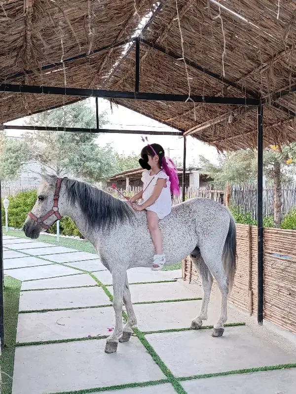 پونی دو رگ فلابلا کاسپین|اسب و تجهیزات اسب‌سواری|گنبد کاووس, |دیوار