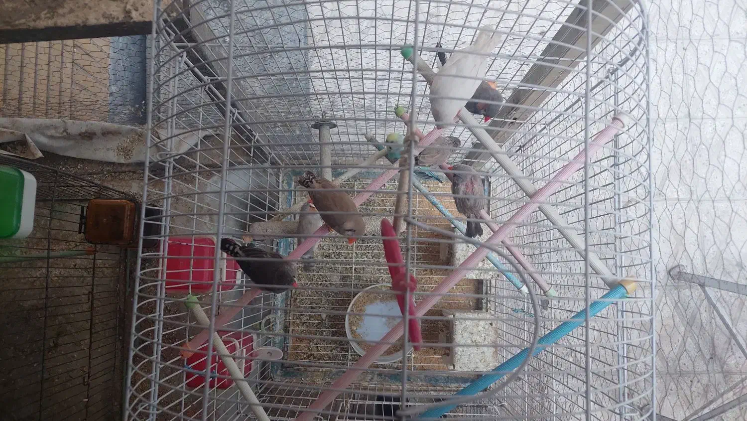 فنچ|پرنده|ری, شهید غیوری (ابن باویه)|دیوار