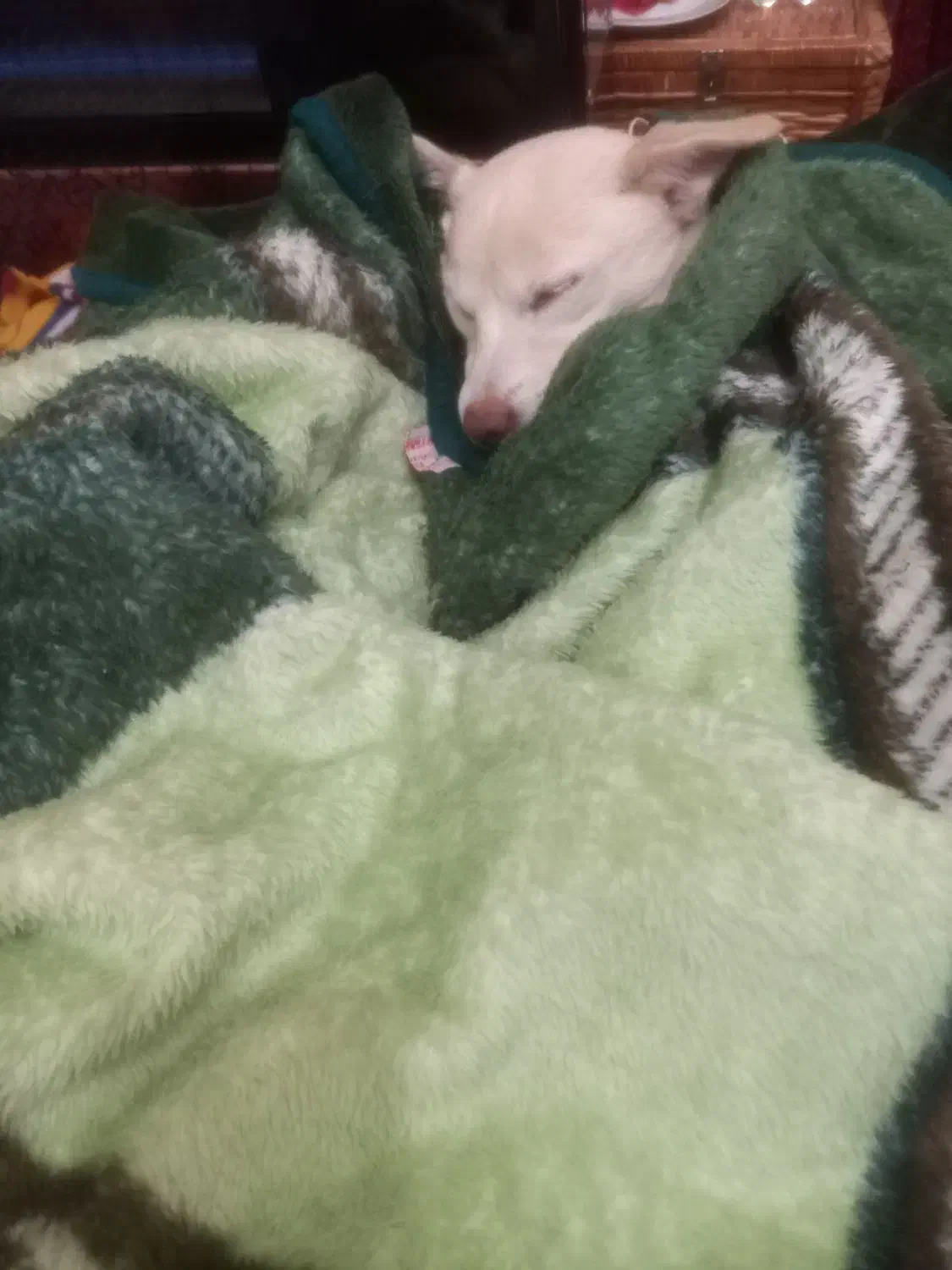 پیدا شده|حیوانات|رباطکریم, کیکاور|دیوار