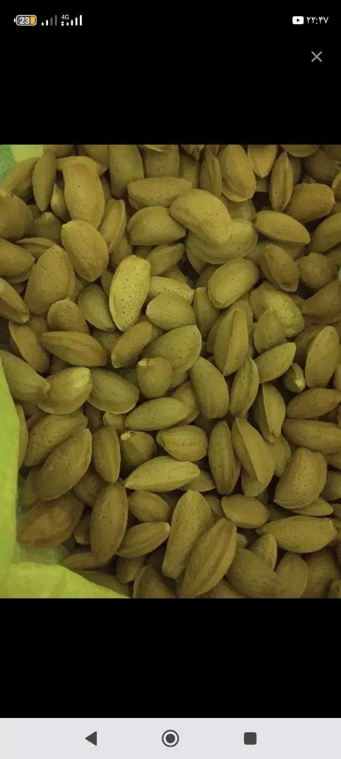 خرید انواع بادام فقط نقد|خدمات باغبانی و درختکاری|شهرکرد, |دیوار