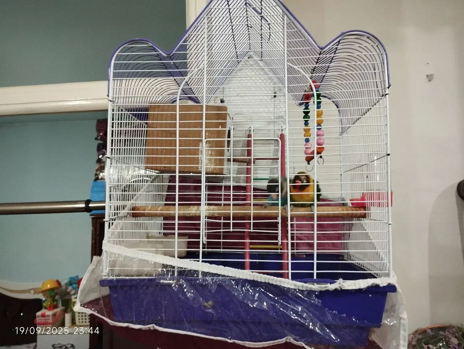 طوطی برزیلی|پرنده|خوی, |دیوار