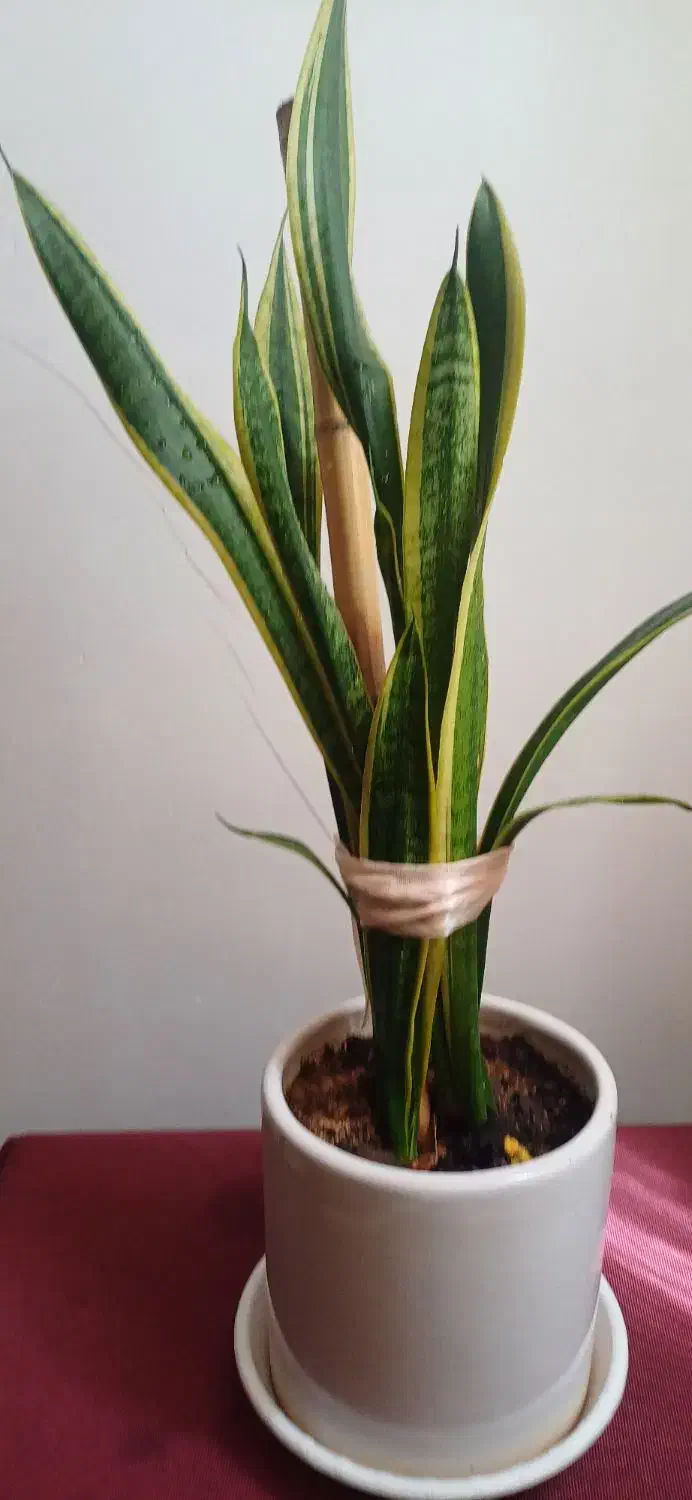 گلدان طبیعی سانسوریا تابلو فرش ساعت|گل و گیاه طبیعی|قم, نوقطار|دیوار