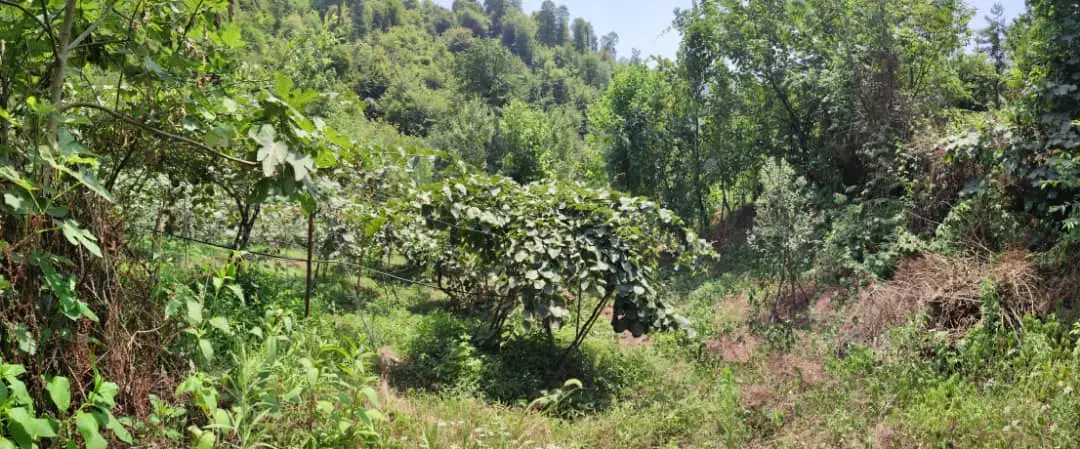 باغ کیوی با ۷۰ درخت ۵ساله|فروش زمین و ملک کلنگی|چوبر, |دیوار