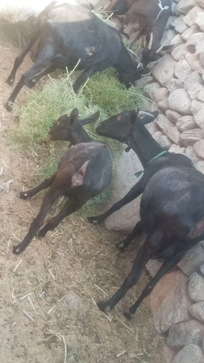 بز های مورسیا فروشی هستن|حیوانات مزرعه|نهبندان, |دیوار