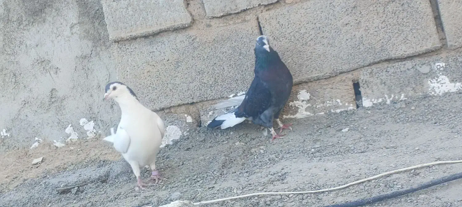 سه عدد کبوتر|پرنده|دلبران, |دیوار