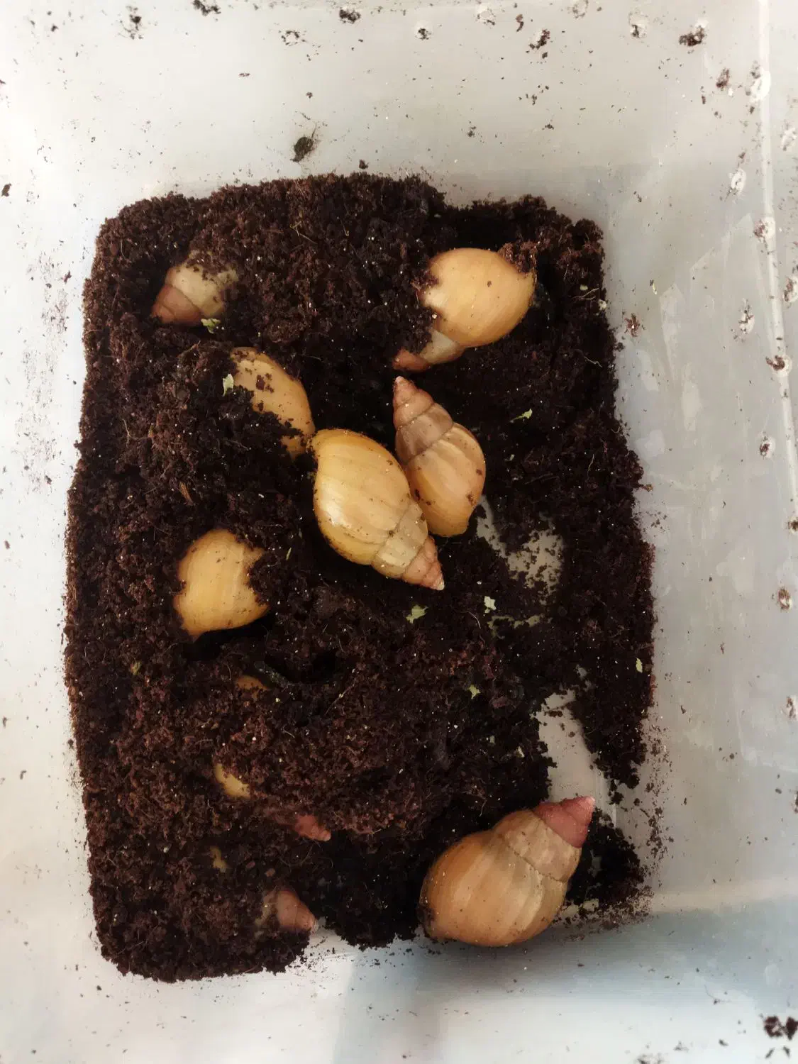 حلزون|خزنده|کرمان, |دیوار