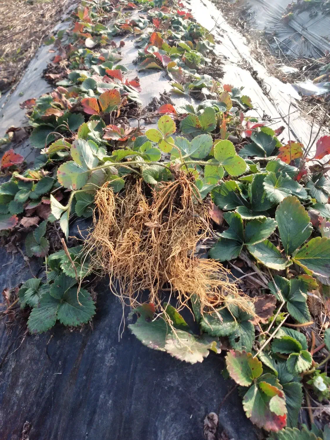 فروش بوته توت فرنگی نژاد پرمحصول سابرینا|گل و گیاه طبیعی|تالش, هشتپر|دیوار