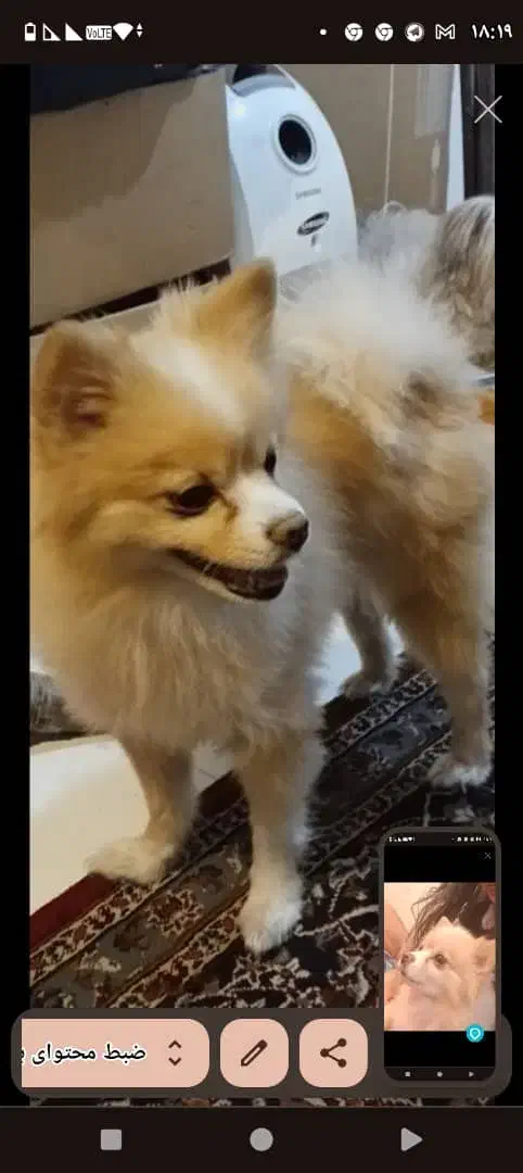 کرم کاراملی بنام  سایا|سگ|تهران, حشمتیه|دیوار