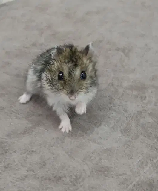 فروش|موش و خرگوش|محمدبار, |دیوار