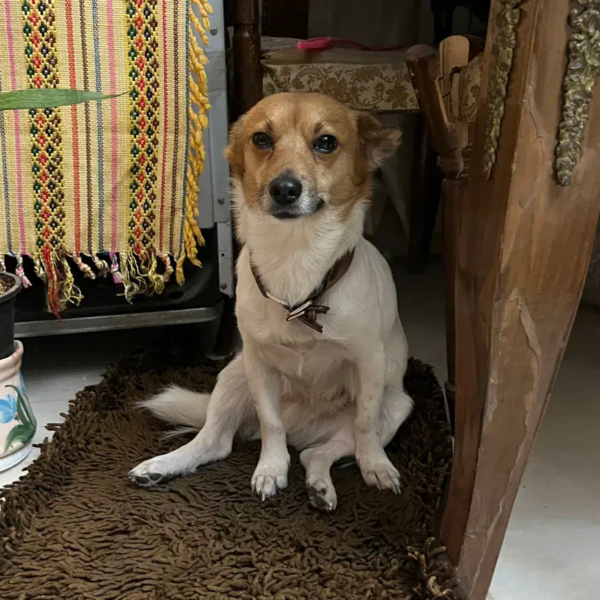 سگ پیدا شده|حیوانات|کرج, عظیمیه|دیوار