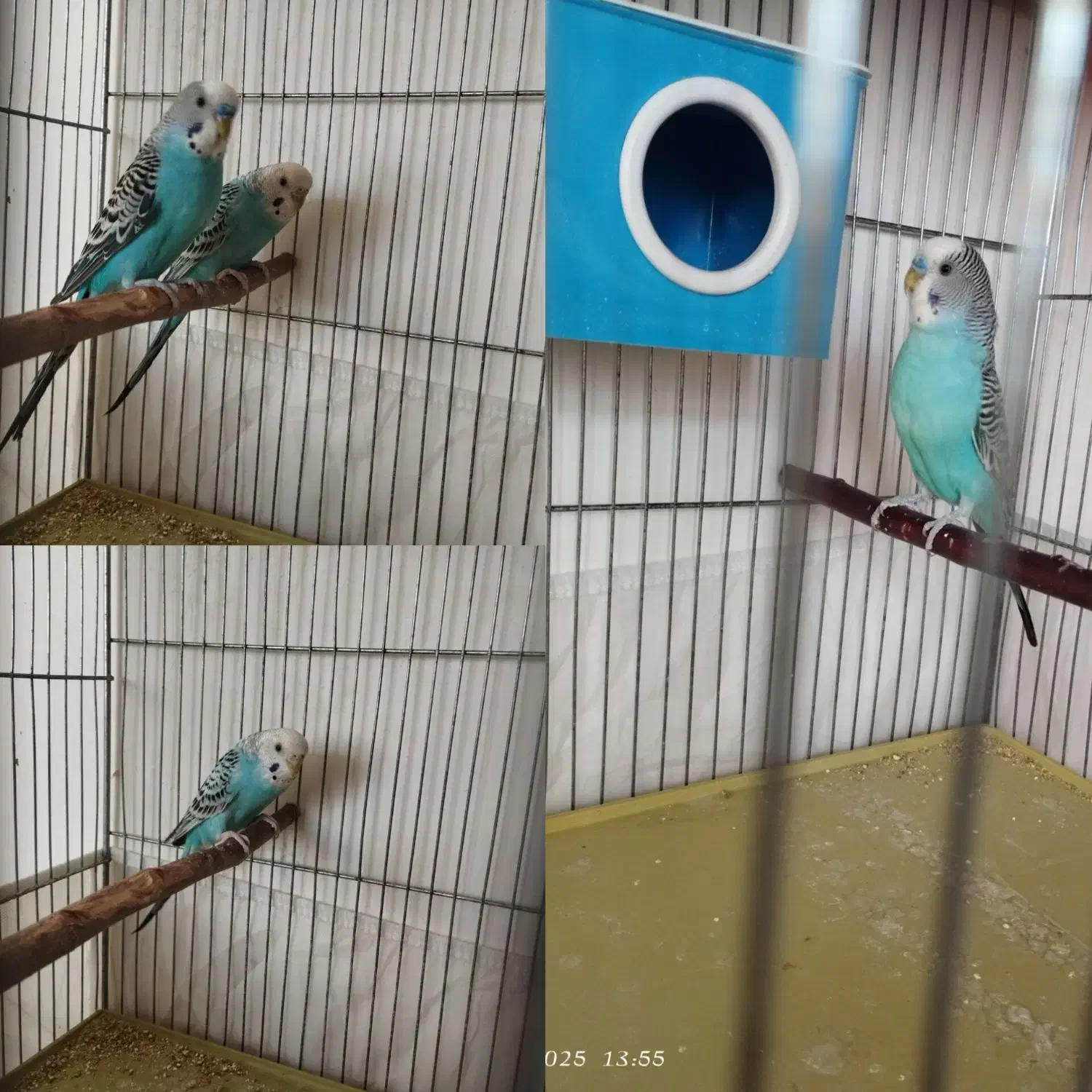 فنچ لپ سیاه و کینگ و مرغ عشق|پرنده|بروجن, |دیوار