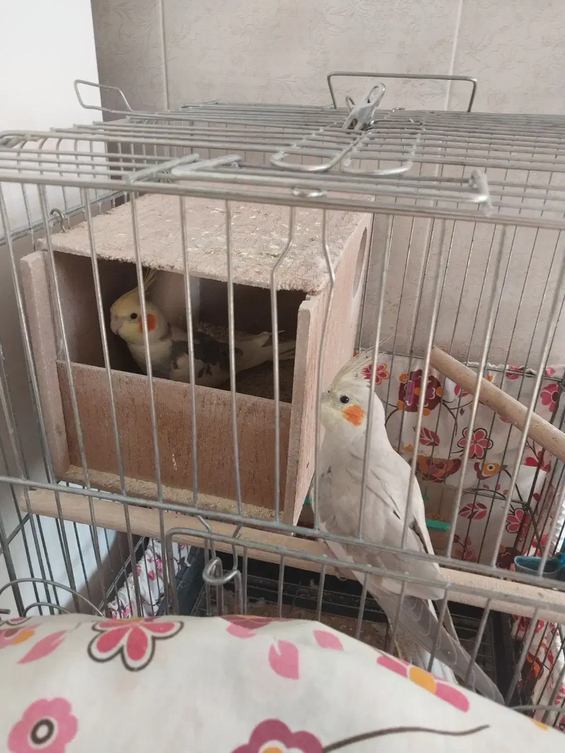 طوطی عروس زیبا ودستی|پرنده|نظرآباد, رسالت|دیوار