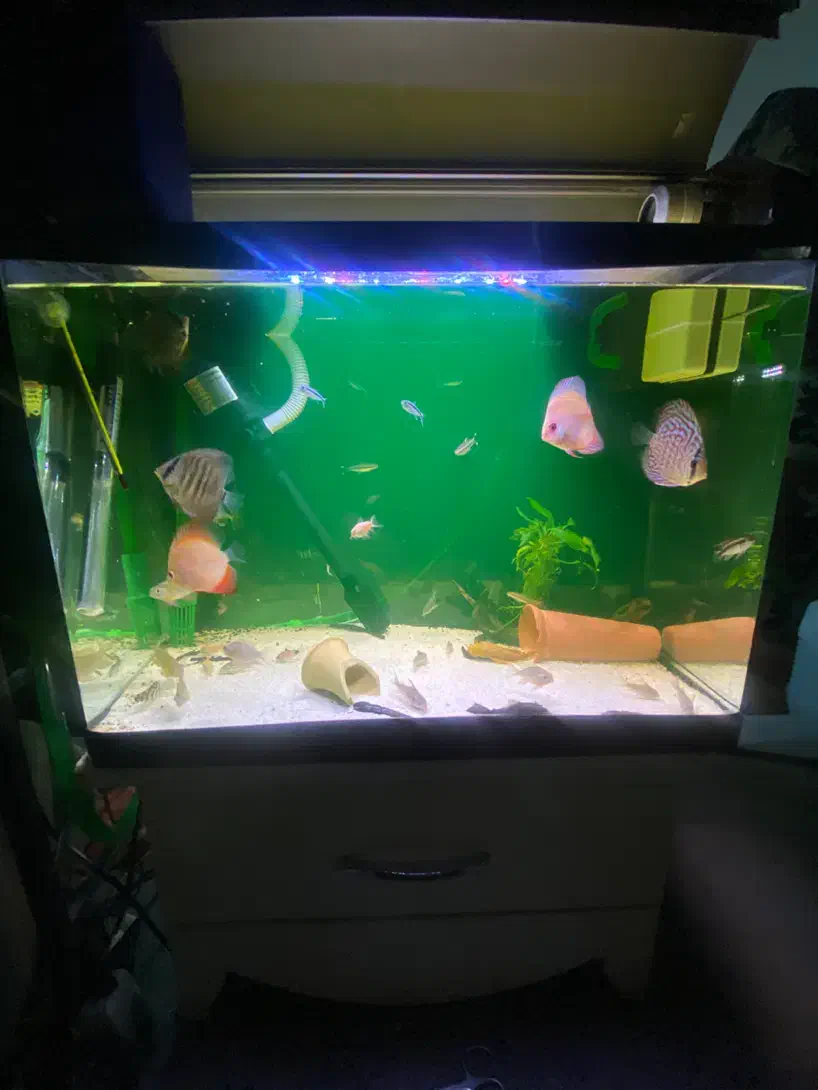 اکواریم ماهی دیسکس فیلتر سطلی|ماهی|اصفهان, شهرک میلاد|دیوار