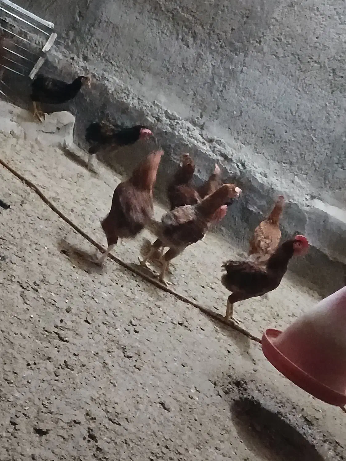 خروس محلی|حیوانات مزرعه|باغ حلی, |دیوار