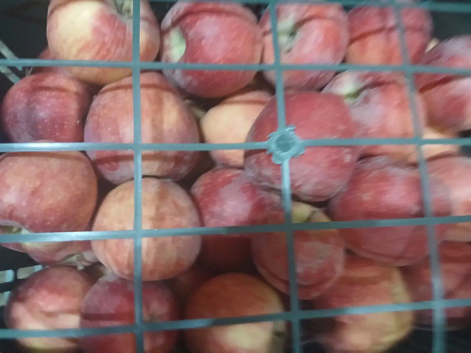 سیب قرمز|عمده‌فروشی|ارومیه, |دیوار