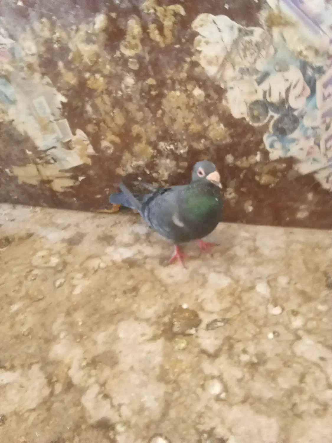 کبوتر ناجلد|پرنده|گنبد کاووس, |دیوار