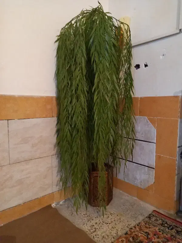 گلدون ودرخت بید|گل مصنوعی|دوگنبدان, |دیوار