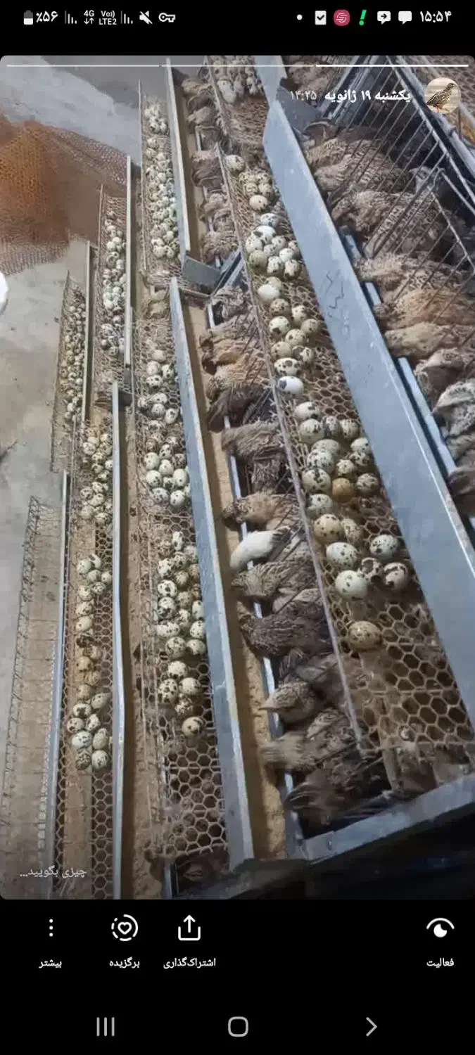 تخم بلدرچین خوراکی|خوردنی و آشامیدنی|خمام, |دیوار