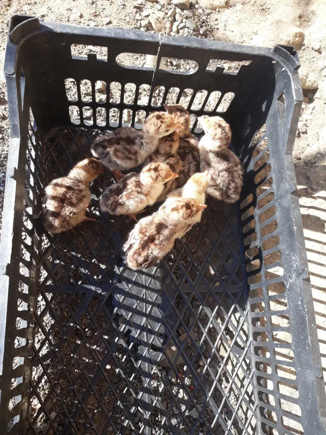 جوجه غاز بوقلمون مرغ|حیوانات مزرعه|احمدسرگوراب, |دیوار