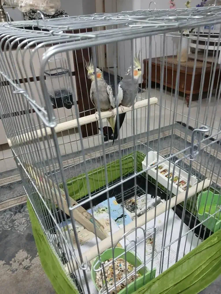 یک جفت عروس هلندی|پرنده|هشتگرد, فاز ۱ مهستان|دیوار